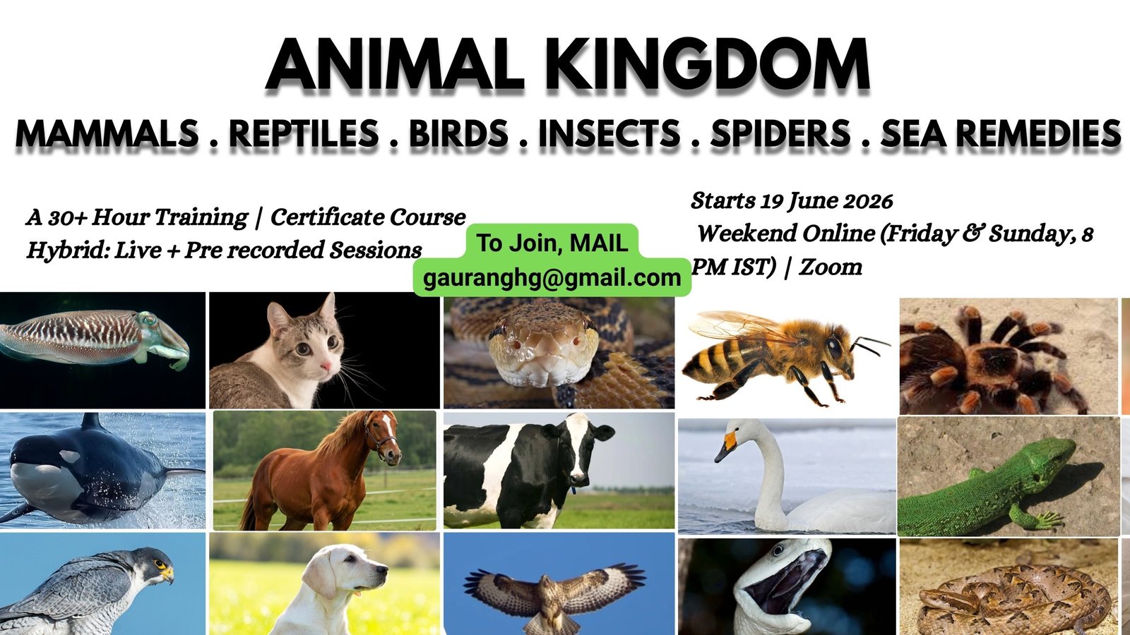 ANIMAL KINGDOM MAMMALS . REPTILES . BIRDS (4).jpg